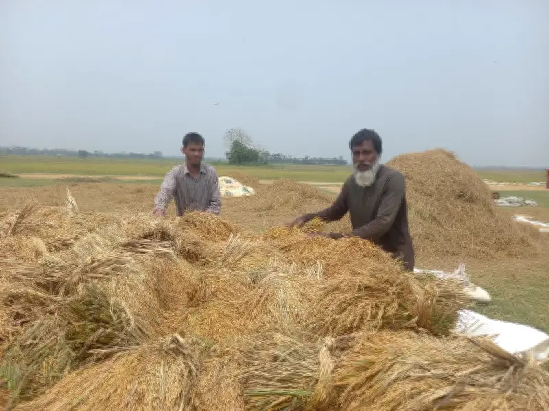 সুনামগঞ্জে বন্যার শঙ্কায় ধান কাটায় ব্যস্ত কৃষক