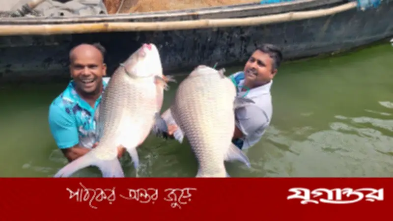পদ্মা নদীতে ধরা পড়া দুই কাতল মাছের দাম ৮৬ হাজার ৭০০ টাকা