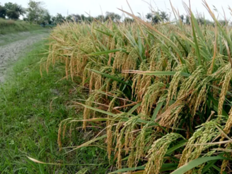 খুলনায় ব্রি-১০৮ ধান চাষে কৃষকদের আগ্রহ বাড়ছে