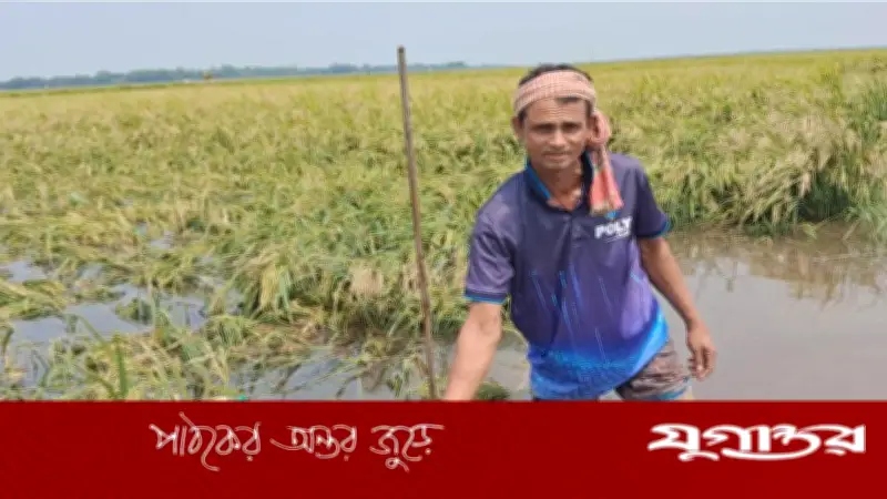 অকালবন্যার শঙ্কায় হাওড়ে দ্রুত ধান কাটতে মাইকিং