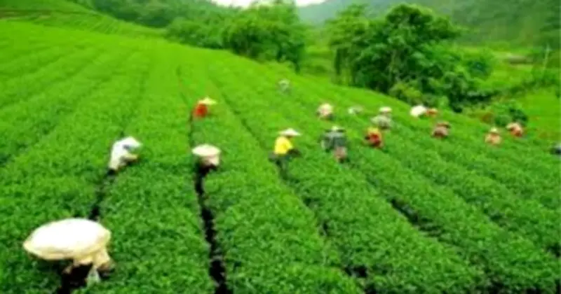 বিদ্যুৎ সংকটে চা শিল্প: অর্ধেক পাতা নষ্ট, উৎপাদন হুমকির মুখে