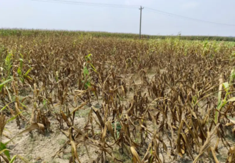 সেচপাম্প বন্ধ করে দেওয়ায় নওগাঁয় কৃষকের ১৮ বিঘা জমির ভুট্টা শুকিয়ে যাচ্ছে