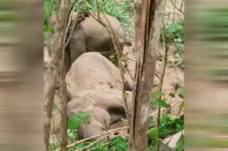 রাঙামাটিতে ৬০ বছর বয়সী বন্য হাতির মৃত্যু, স্ত্রী হাতির কারণে মরদেহ উদ্ধারে বাধা