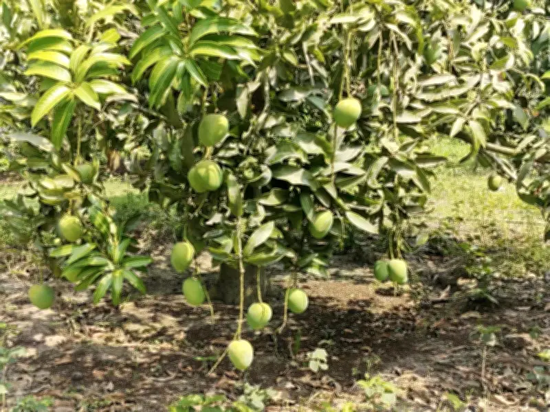 নির্ধারিত সময়ে বাজারে আসছে সাতক্ষীরার সুস্বাদু আম