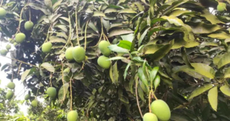 নির্ধারিত সময়ে বাজারে আসছে সাতক্ষীরার আম, ঘোষিত হলো ক্যালেন্ডার