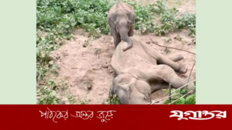 রাঙামাটিতে বয়োবৃদ্ধ বন্যহাতির মৃত্যু, শোকে কাতর সঙ্গিনী