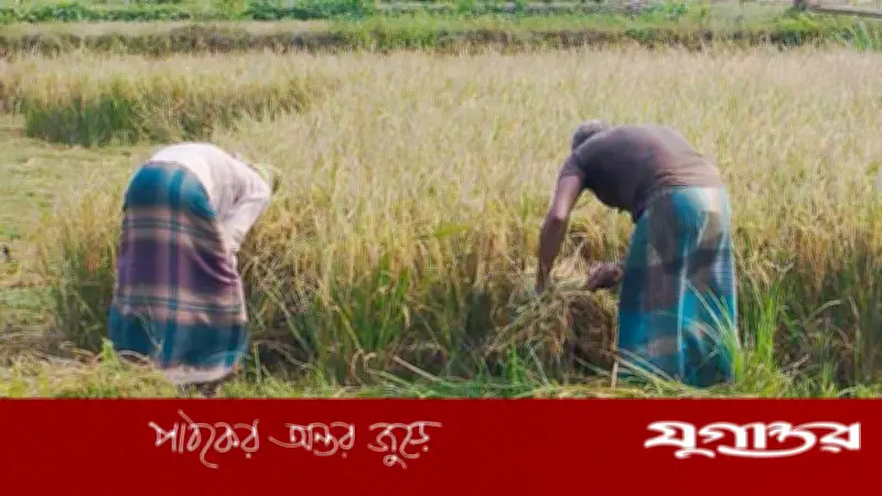 এক মণ ধানেও মিলছে না একজন শ্রমিক, বাগেরহাটে কৃষকের হতাশা