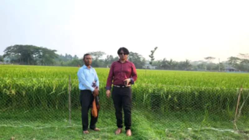 শরণখোলায় বোরোর বাম্পার ফলন, জ্বালানি সংকটে সংসদে কমিটি