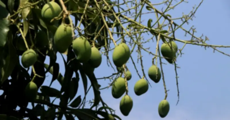 রাজশাহীর আম চাষিরা আশাবাদী, তাপ ও পোকামাকড়ের চ্যালেঞ্জ সত্ত্বেও ফলন ভালো