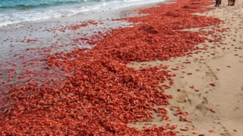 ওমানের সৈকতে টন টন লাল চিংড়ি ভেসে আসার রহস্য উদঘাটন