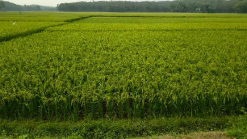 শেরপুরে পাহাড়ের ঢালে সবুজ ধানের নকশিকাঁথা, হাতির আতঙ্কে কৃষক