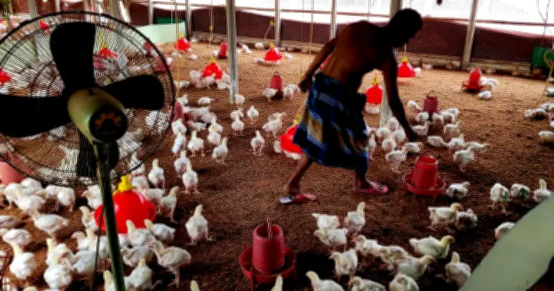 বিদ্যুৎ সংকটে পোলট্রি শিল্পে বিপর্যয়, খামারিরা চরম লোকসানে