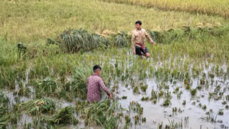 বৃষ্টি ও বন্যার শঙ্কায় হাওরের কৃষকেরা উভয় সংকটে