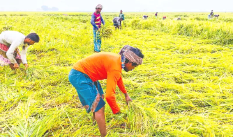 গান গেয়ে ধান কাটছেন শোয়াইব মালিথা ও তাঁর দল