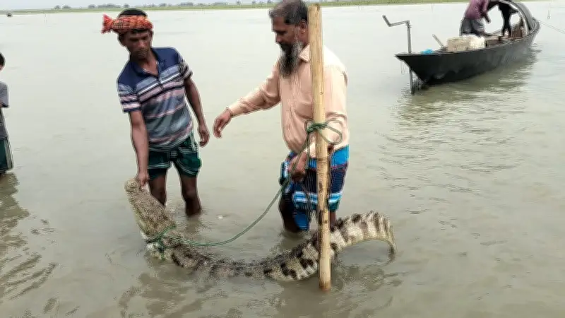 ফরিদপুরে পদ্মা নদীতে জেলের বড়শিতে ধরা পড়ল কুমির