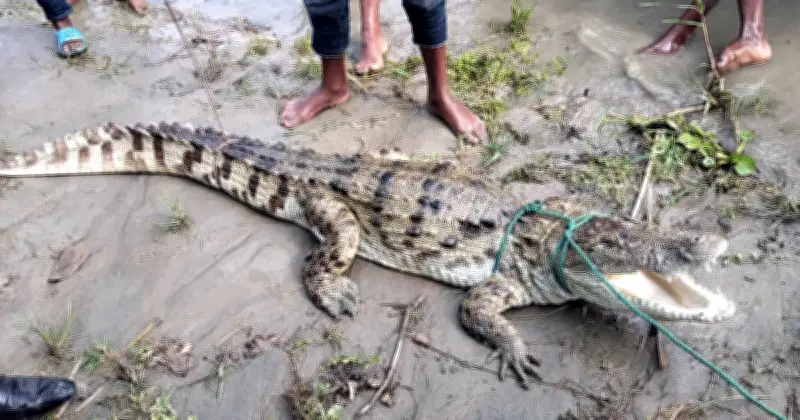 ফরিদপুরে পদ্মায় জেলের বরশিতে কুমির ধরা