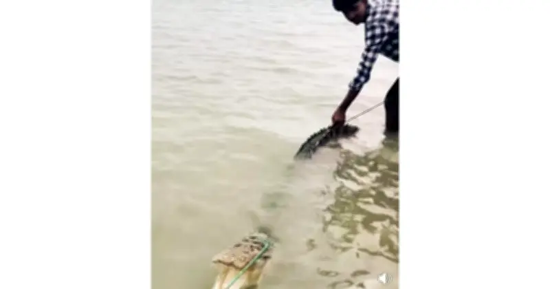 ফরিদপুরে পদ্মা নদীতে জেলের বড়শিতে কুমির ধরা