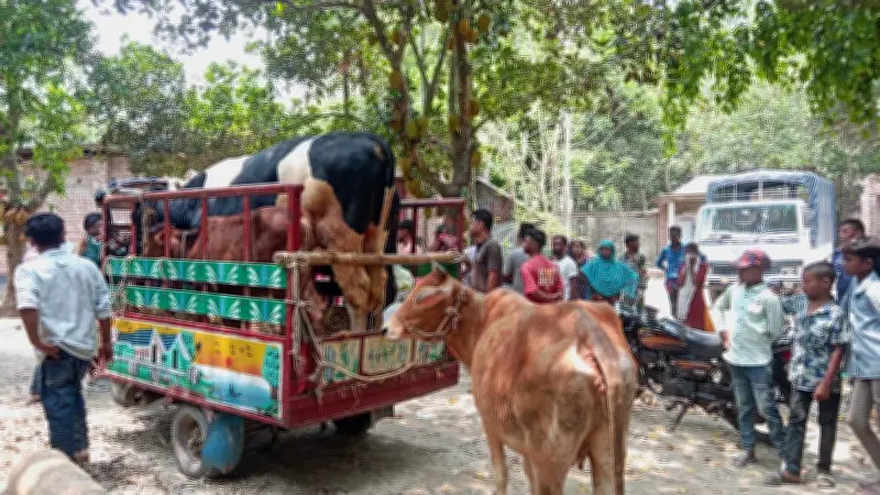 শৈলকুপায় লুটপাটের ভয়ে সরানো হচ্ছে গবাদিপশু, গ্রাম প্রায় পুরুষশূন্য