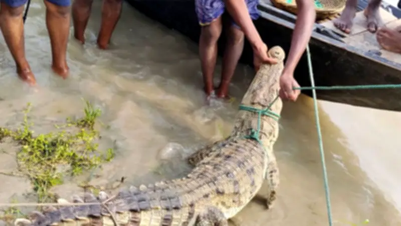 পদ্মায় জেলের বড়শিতে কুমির, সাত খুনের মামলায় এক যুগেও রায় হয়নি