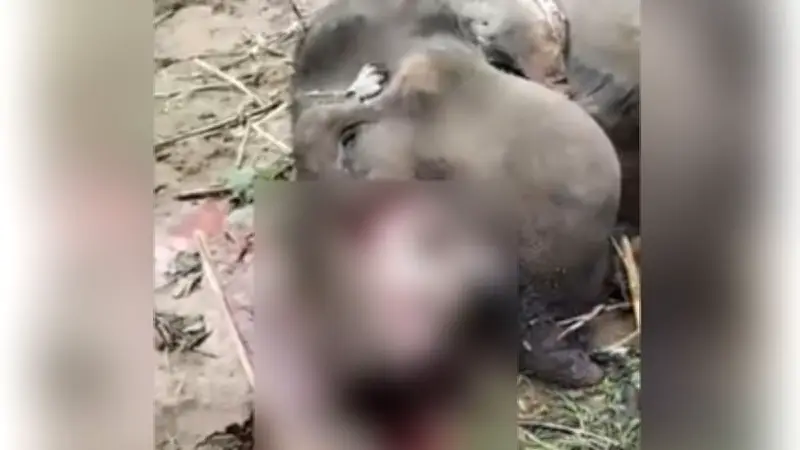 লংগদুতে মৃত হাতির শুঁড় ও পায়ের মাংস কেটে নেওয়ার ঘটনায় ক্ষোভ