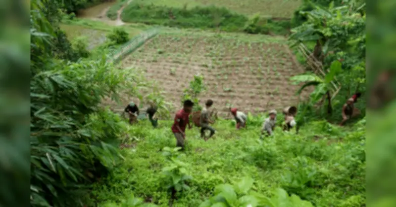 পাহাড়ি নারীর স্থানীয় অভিযোজন: বন্যার পর জুমচাষে নতুন কৌশল