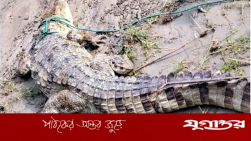পদ্মায় হাজারী বড়শিতে আটকা পড়ল বিরল প্রজাতির বিশাল কুমির