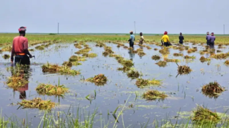 হাওরে টানা বৃষ্টিতে তলিয়ে গেছে পাকা বোরো ধান, কৃষকেরা দুশ্চিন্তায়