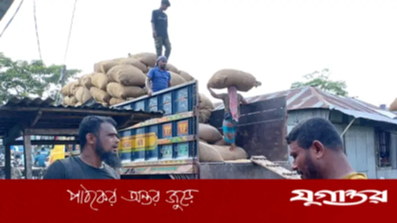 বাগেরহাটে ধানের দামে ধস, লোকসানে কৃষকরা