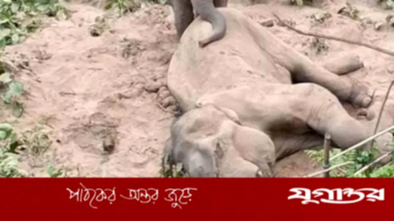 লংগদুতে মৃত হাতির দেহ থেকে দাঁত-শুঁড় কেটে নিল দুর্বৃত্ত