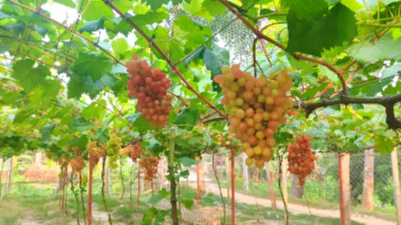 চাঁদপুরে আঙুর চাষে সাফল্য কামরুজ্জামানের