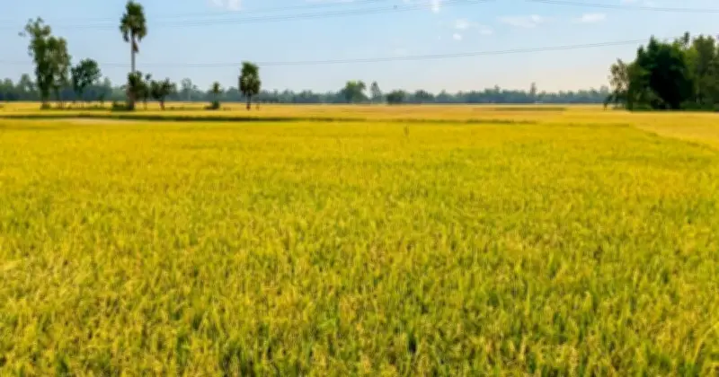 তানোরে জ্বালানি ও শ্রমিক সংকটে মাঠেই পচছে পাকা ধান