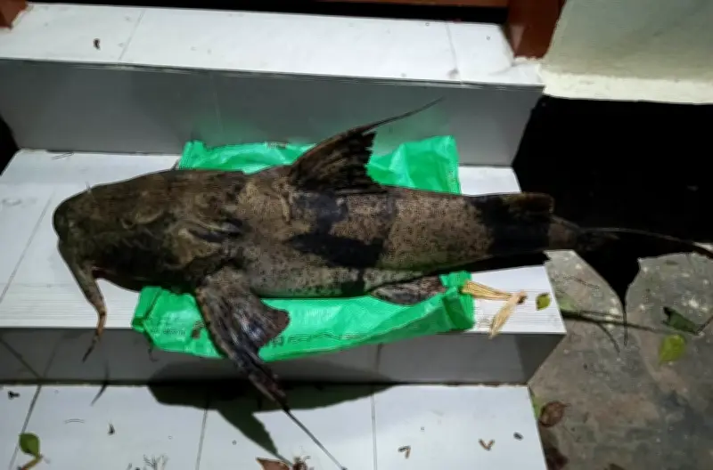 রাঙামাটিতে উদ্ধার ১৬ কেজি বাগাড় মাছ, জেলে পলাতক