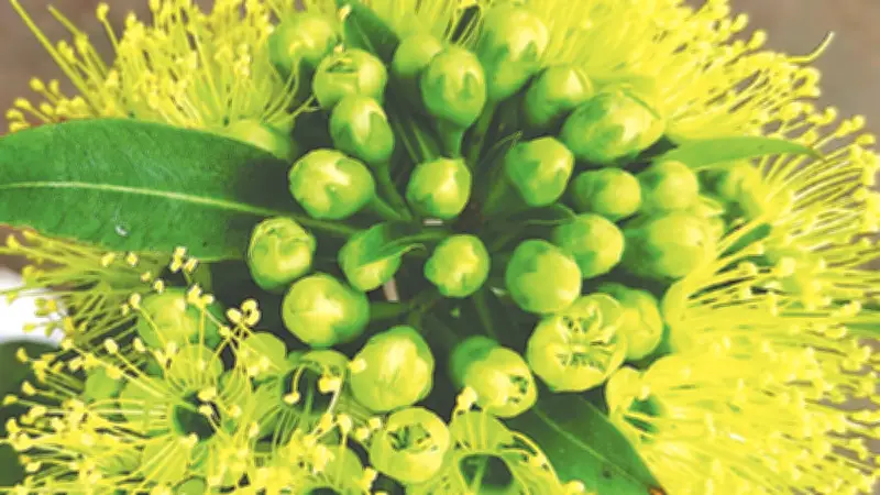 ময়মনসিংহের নার্সারিতে 'ফার্স্ট লাভ' ও 'লাভ প্ল্যান্ট' ফুলের দেখা