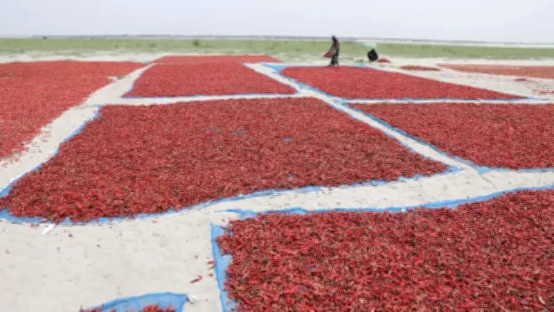 যমুনার চরে মরিচ চাষে ব্যস্ত কৃষক, শুকনা মরিচের দাম ৮-১২ হাজার টাকা মণ