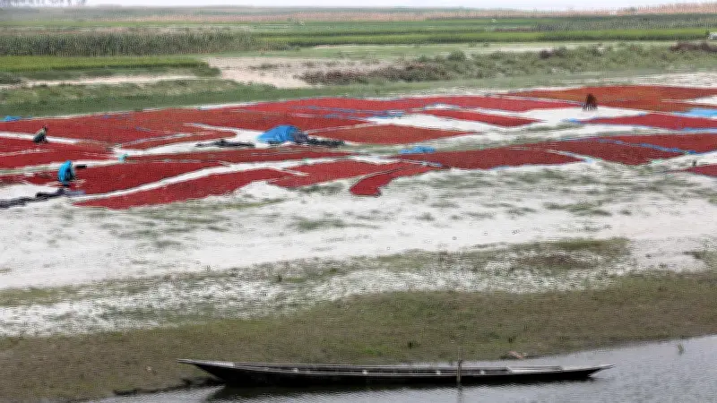 যমুনার চরে মরিচ চাষে ব্যস্ত কৃষক