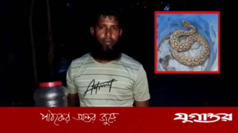 রাসেল ভাইপারের কামড় খেয়েও সাপটি ধরে আনলেন যুবক
