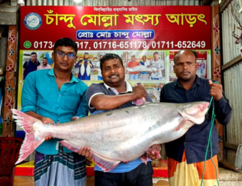 পদ্মায় ধরা ২৫ কেজি পাঙাশ মাছ ৭১ হাজার টাকায় বিক্রি