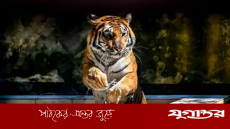 সুন্দরবনে বাঘের ভবিষ্যৎ নিয়ে উদ্বেগ বাড়ছে