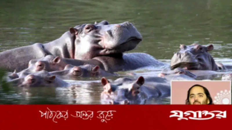 পাবলোর জলহস্তী রক্ষায় কলম্বিয়াকে আম্বানিপুত্রের প্রস্তাব