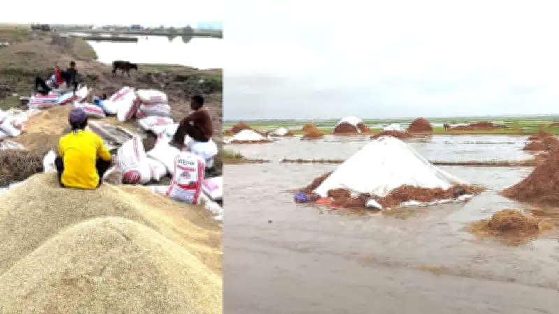 শুকাতে না পেরে নষ্ট হচ্ছে হাজার হাজার মণ ধান; সারজিস হাসপাতালে; রূপপুরে জ্বালানি লোডিং শুরু