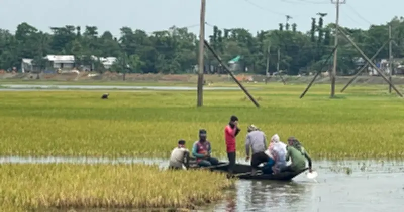 সুনামগঞ্জে ১০ হাজার হেক্টর ধান তলিয়ে গেছে, কৃষকদের হাহাকার