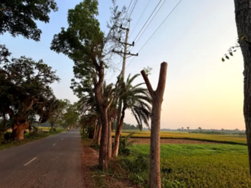 যশোরে বিদ্যুৎ সঞ্চালন লাইনে গাছ কাটা নিয়ে ক্ষোভ