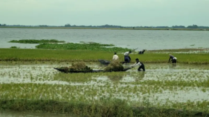 নেত্রকোনায় বন্যার আশঙ্কায় আধপাকা ধান কাটছেন কৃষক