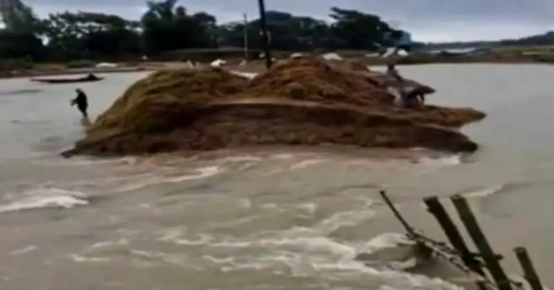 সুনামগঞ্জে বাঁধ ভেঙে ফসলি জমি প্লাবিত, ধান কাটা অনিশ্চিত