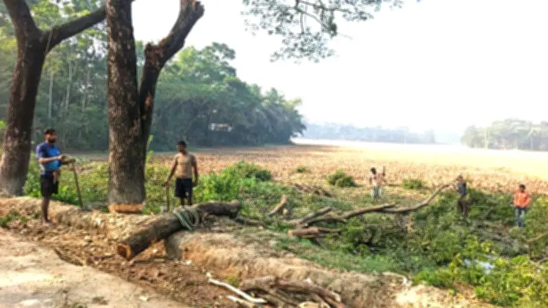 টেন্ডার ছাড়াই সরকারি গাছ কাটলেন ইউপি চেয়ারম্যান