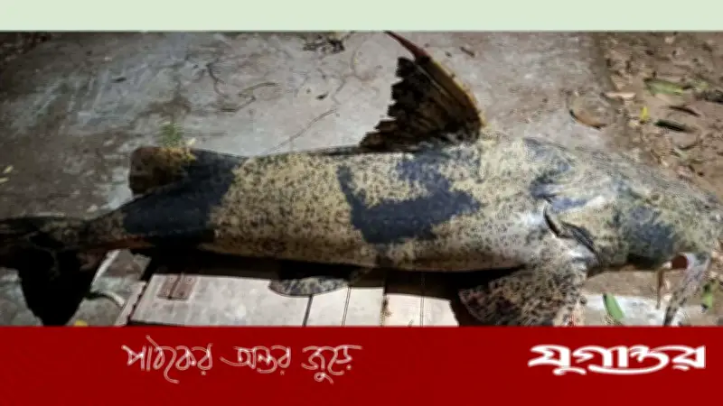 রাঙামাটিতে ১৬ কেজির বাঘাইড় মাছ উদ্ধার, মাটিতে পুঁতে ফেলা