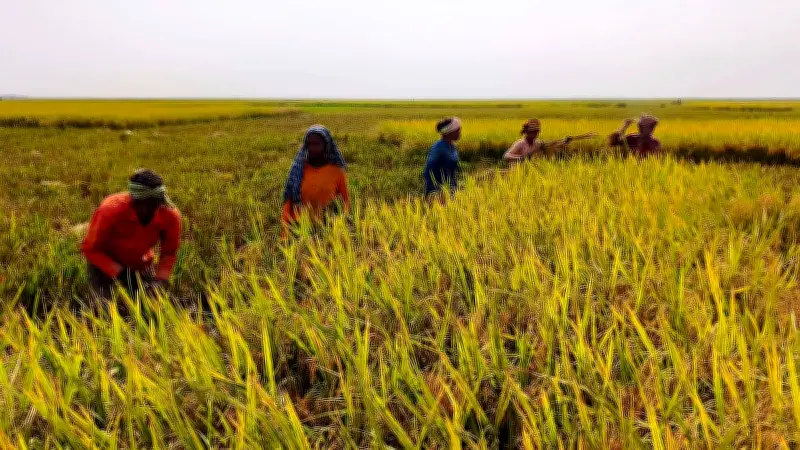 সোনালি ফসলে ভরা হাওর, ধান কাটার ধুম