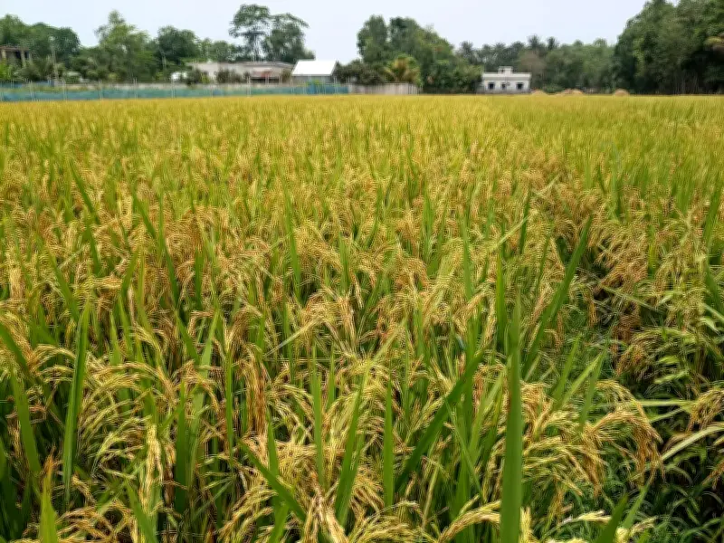 মতলবে বোরোর বাম্পার ফলন, দাম না পাওয়ায় কৃষকের দুশ্চিন্তা