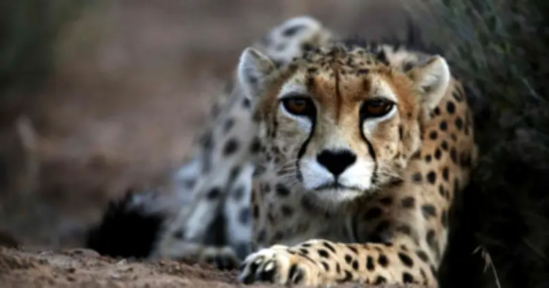 ইরানে এশীয় চিতার সংখ্যা বেড়ে ২৭, আশার আলো