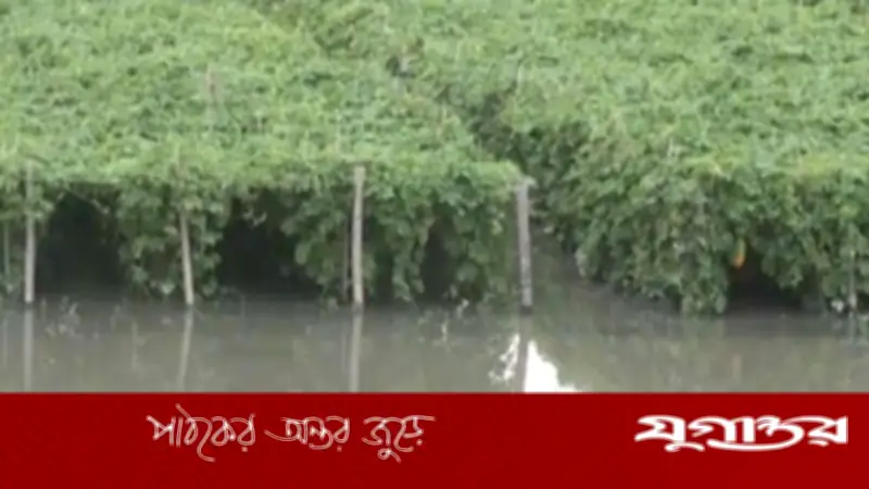 রংপুরে ১৯০ মিমি বৃষ্টিতে সবজিখেতের ব্যাপক ক্ষতি